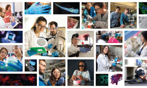 College of Engineering announces new bioengineering and life sciences initiative (BELS)