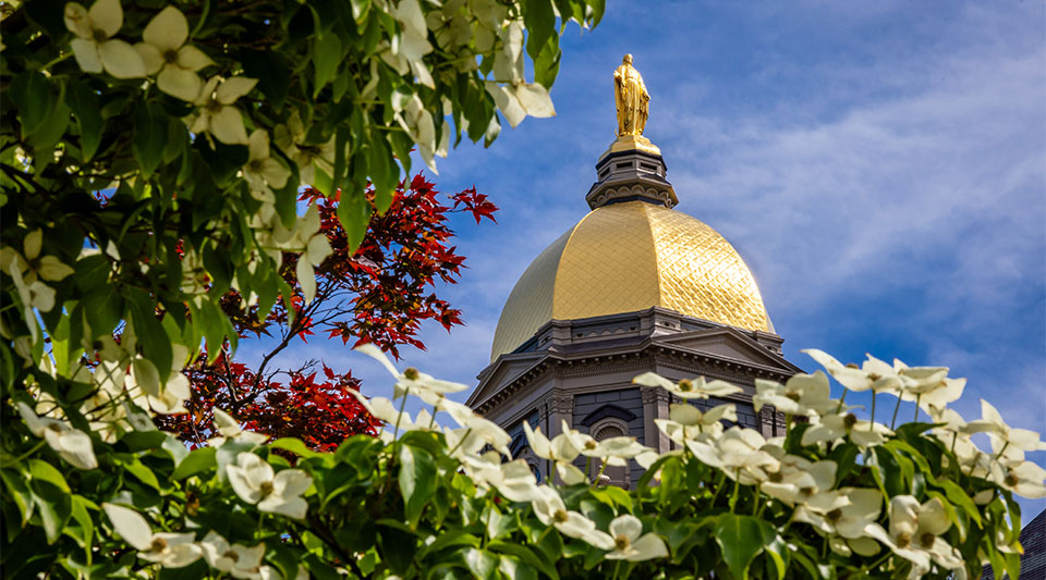 The Golden Dome framed by a flowering tree