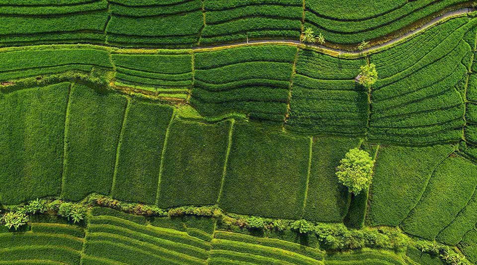 Green rice fields in Bali, Indonesia